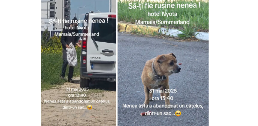 Un Act De Nepăsare: Cățelușul Bătrân Lăsat în Ulițele Mamaiei 1 video gest inuman momentul in care un catelus batran este abandonat in mamaia 683c1488a543c