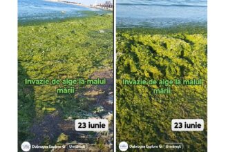 video invazie de alge la malul marii de adunat dimineata nu se poate 685a478e9df3e
