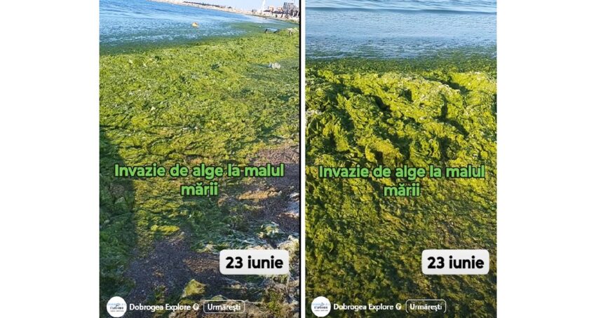 Algele invadatoare de la țărm: O misiune imposibilă în zori? 1 video invazie de alge la malul marii de adunat dimineata nu se poate 685a478e9df3e