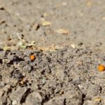 Constanța sub asediul buburuzelor: Află părerea experților! 3 video invazie de buburuze in constanta iata ce spun specialistii 6855191f759fb