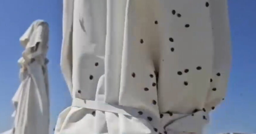 Invazia gărgărițelor pe litoral: „Am părăsit Năvodariul, dar ele ne urmăresc. Ne mușcă, ne ciupesc!” 1 video invazie de gargarite pe litoral am fugit de la navodari dar vad ca s au tinut dupa noi ne pisca ne ciupesc 686139b8ac492