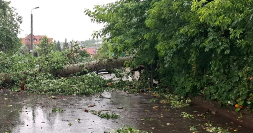 „Arta renaște din ruină: Plopul lui Eminescu, doborât de furtună la Iași, va inspira sculptori pentru noi capodopere în același loc” 1 video plopul lui eminescu prabusit la iasi in timpul unei furtuni va fi folosit de sculptori creatiile vor fi expuse in acelasi loc 685c5f038f8b3