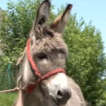 Aventura lui Petrică, măgărușul din Mărginimea Sibiului, care a pătruns în lumea universitară de la Iași. Misiunea lui: să fie cuminte! 3 video povestea magarusului petrica din marginimea sibiului care a ajuns la facultate la iasi are o singura sarcina sa stea cuminte 6850f8be45be9
