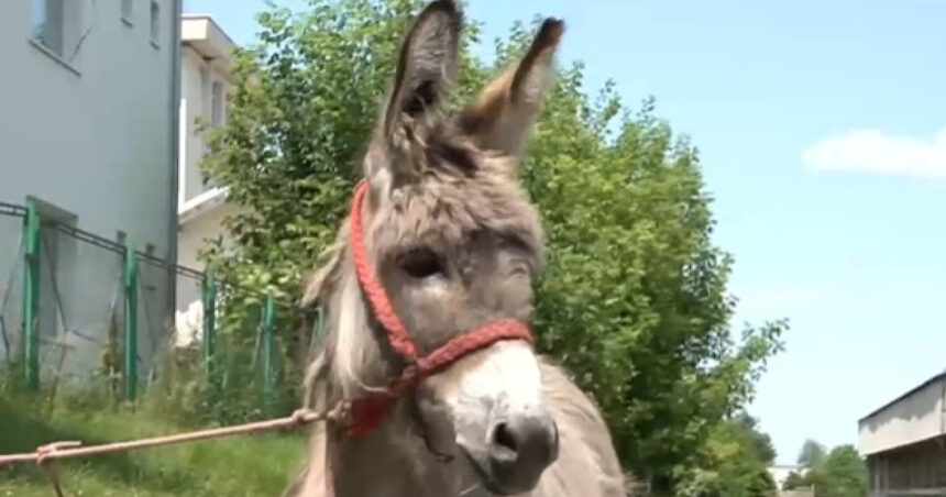 Aventura lui Petrică, măgărușul din Mărginimea Sibiului, care a pătruns în lumea universitară de la Iași. Misiunea lui: să fie cuminte! 1 video povestea magarusului petrica din marginimea sibiului care a ajuns la facultate la iasi are o singura sarcina sa stea cuminte 6850f8be45be9