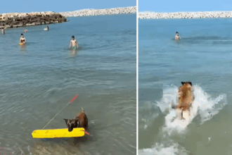 video salvamarii din costinesti au cooptat un nou membru in echipa pe chelsea o femela malinois 68518ee927e3e