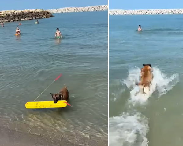 Salvamarii din Costinești își îmbogățesc echipa cu un nou prieten patruped: Chelsea, o femelă Malinois! 1 video salvamarii din costinesti au cooptat un nou membru in echipa pe chelsea o femela malinois 68518ee927e3e