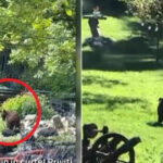 „Munții ascund povești terifiante: Orașul bântuit de urși care nu se tem să invadeze casele localnicilor” 2 video toti muntii sunt plini orasul in care localnicii sunt terorizati de ursi zi si noapte animalele intra fara frica in gospodarii 684a7a84a8bcb