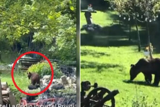 video toti muntii sunt plini orasul in care localnicii sunt terorizati de ursi zi si noapte animalele intra fara frica in gospodarii 684a7a84a8bcb