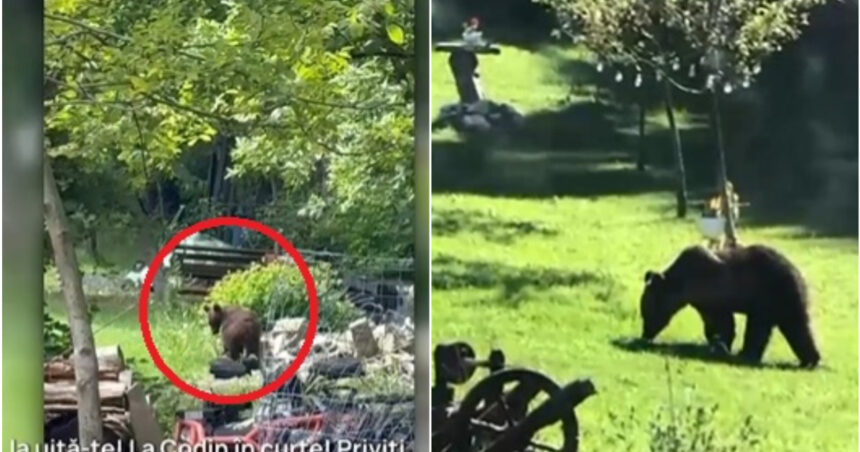 „Munții ascund povești terifiante: Orașul bântuit de urși care nu se tem să invadeze casele localnicilor” 1 video toti muntii sunt plini orasul in care localnicii sunt terorizati de ursi zi si noapte animalele intra fara frica in gospodarii 684a7a84a8bcb