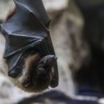 Noapte de neuitat: Jandarmii au intervenit pentru a salva un liliac dintr-un apartament din Lazu 3 vizita surpriza in toiul noptii jandarmii au salvat un liliac dintr un apartament din lazu 683ec90ceff8a