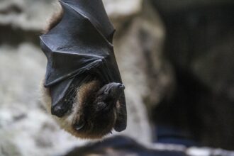vizita surpriza in toiul noptii jandarmii au salvat un liliac dintr un apartament din lazu 683ec90ceff8a