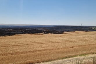 zi de foc incendii de vegetatie uscata la topraisar mereni medgidia agigea si corbu 685d22a1d2512