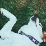 Zooland.ro - Descoperă ce indică poziția câinelui cu burtica în sus! 3 zooland ro ce semnifica daca cainele sta cu burta in sus 68428b6e19024