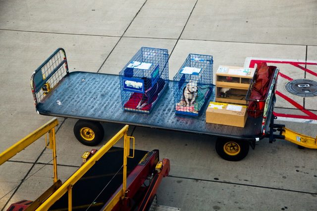 Zooland.ro - Tinerii din Generația Z renunță la zborurile cu avionul din pricina patrupedelor lor 1 zooland ro generatia z evita sa zboare cu avionul din cauza animalelor de companie 684bc286130e6