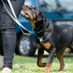 Zooland.ro - Rase de câini cu temperament independent: informații esențiale pentru adopția ta. Sfaturi utile și recomandări. 2 zooland ro rase de caini greu de dresat ce trebuie sa stii inainte sa adopti unul tips tricks 685e3baaab03f