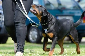 zooland ro rase de caini greu de dresat ce trebuie sa stii inainte sa adopti unul tips tricks 685e3baaab03f
