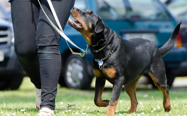 Zooland.ro - Rase de câini cu temperament independent: informații esențiale pentru adopția ta. Sfaturi utile și recomandări. 1 zooland ro rase de caini greu de dresat ce trebuie sa stii inainte sa adopti unul tips tricks 685e3baaab03f