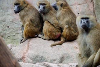 12 babuini au fost ucisi in germania din cauza ca gradina zoologica unde traiau nu mai are loc pentru ei 6889be623224f