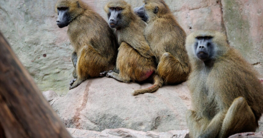 12 babuini au pierit în Germania din lipsă de spațiu în grădina zoologică care le-a fost cămin. 1 12 babuini au fost ucisi in germania din cauza ca gradina zoologica unde traiau nu mai are loc pentru ei 6889be623224f