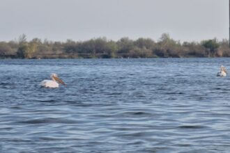 alerta in delta dunarii ambarcatiune cu turisti rasturnata in golful musura mai multe persoane sunt resuscitate 6887c058b36ea