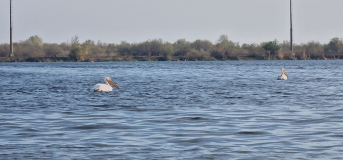 Îngrijorare în Delta Dunării! O barcă cu turiști s-a răsturnat în Golful Musura, iar mai multe persoane sunt în curs de resuscitare. 1 alerta in delta dunarii ambarcatiune cu turisti rasturnata in golful musura mai multe persoane sunt resuscitate 6887c058b36ea
