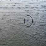 Captivitatea barcagiului din Sulina, responsabil pentru naufragiul din golful Musura, a dus la arestarea sa preventivă, în urma tragediei în care și-au pierdut viața patru oameni. 3 barcagiul militar din sulina care a condus ambarcatiunea ce s a rasturnat in zona golfului musura a fost arestat preventiv 4 persoane au murit 688a23562eb92