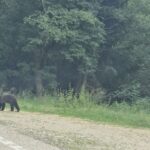 URGENȚĂ pe Transfăgărășan: Ursii se adună la marginea drumului, așteptând cu nerăbdare hrană din partea turiștilor. Oameni imprudenți opresc pentru a le oferi mâncare! 2 foto video alerta pe transfagarasan mai multi ursi asteapta pe marginea drumului sa primeasca hrana de la turisti mai multi inconstienti opresc si le arunca mancare 688635cf5ea42