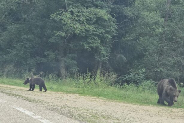 foto video alerta pe transfagarasan mai multi ursi asteapta pe marginea drumului sa primeasca hrana de la turisti mai multi inconstienti opresc si le arunca mancare 688635cf5ea42