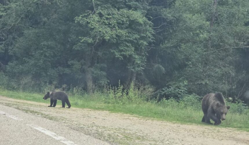 URGENȚĂ pe Transfăgărășan: Ursii se adună la marginea drumului, așteptând cu nerăbdare hrană din partea turiștilor. Oameni imprudenți opresc pentru a le oferi mâncare! 1 foto video alerta pe transfagarasan mai multi ursi asteapta pe marginea drumului sa primeasca hrana de la turisti mai multi inconstienti opresc si le arunca mancare 688635cf5ea42