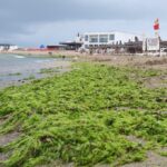Plaja Laguna din Mangalia, îmbrăcată în verdele algelor după o furtună devastatoare 2 foto video plaja laguna din mangalia acoperita de alge dupa o furtuna puternica 6888fc136f0a5
