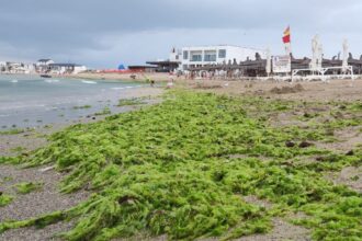 foto video plaja laguna din mangalia acoperita de alge dupa o furtuna puternica 6888fc136f0a5