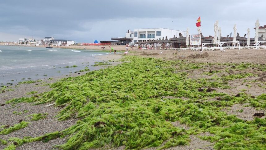 Plaja Laguna din Mangalia, îmbrăcată în verdele algelor după o furtună devastatoare 1 foto video plaja laguna din mangalia acoperita de alge dupa o furtuna puternica 6888fc136f0a5