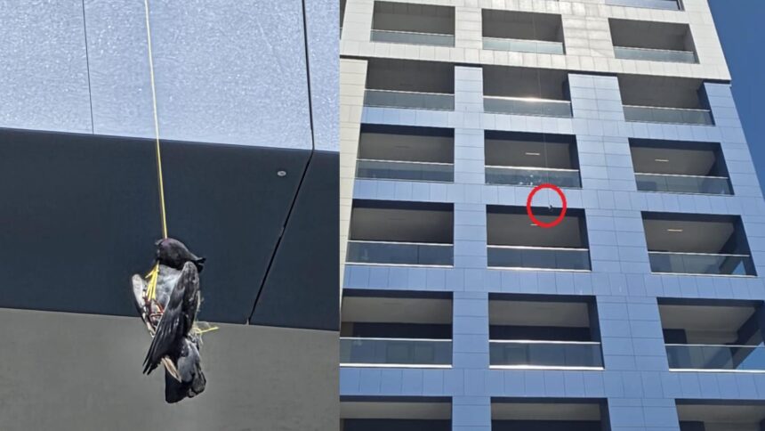 Imagini șocante din Constanța: O pasăre spânzurată, atârnând de un bloc! 1 galerie foto imagini terifiante la constanta au spanzurat o pasare si au lasat o atarnata pe bloc 6887379878015
