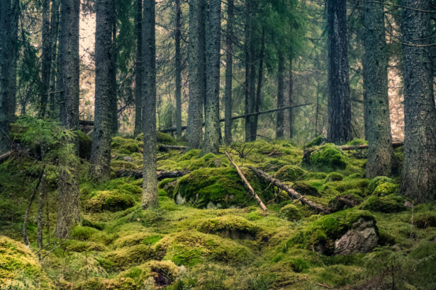 romsilva tribunalul mures a desfiintat decizia prin care se retrocedau 43 227 hectare de paduri in bacau 68877dc84216c