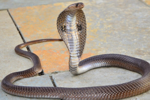 un baiat de doi ani din india a ucis o cobra dupa ce a muscat sarpele care l a atacat in timp ce se juca 688a141dd556f