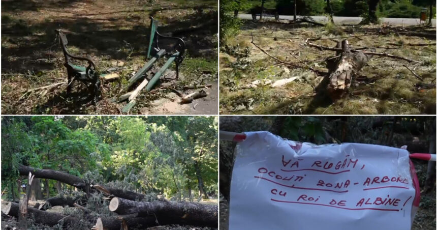 Peisaje descurajante în parcurile bucureștene: Arbori doborâți și distrugeri după furtună, iar autoritățile lipsesc! 1 video imagini dezolante in marile parcuri ale bucurestiului copaci cazuti si amenajari distruse dupa furtuna primaria e de negasit 68824ce9bdadb