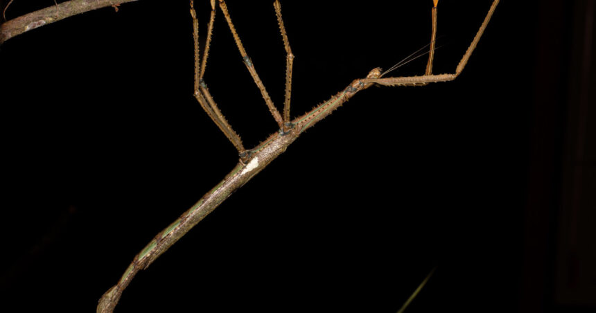 "Creatura uimitoare din pădurile Australiei: o insectă-băț de 40 de centimetri cu greutatea unei mingi de golf" 1 video monstrul descoperit in copacii australiei o insecta bat de 40 de centimetri care cantareste cat o minge de golf 688b32ea24896