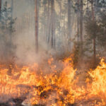 Bulgaria în flăcări: peste 100 de incendii devastatoare afectează păduri și locuințe, avertizează autoritățile locale. 3 video peste 100 de incendii de vegetatie in bulgaria focul a distrus paduri si locuinte spun autoritatile locale 68868ea283e53