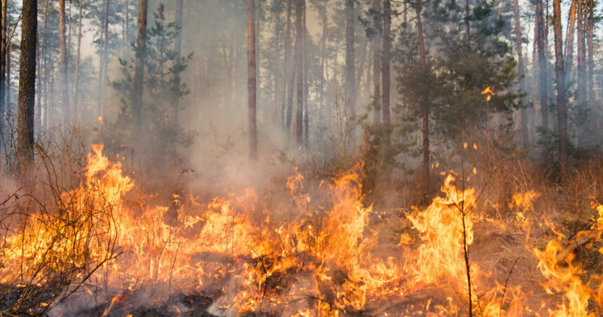 Bulgaria în flăcări: peste 100 de incendii devastatoare afectează păduri și locuințe, avertizează autoritățile locale. 1 video peste 100 de incendii de vegetatie in bulgaria focul a distrus paduri si locuinte spun autoritatile locale 68868ea283e53