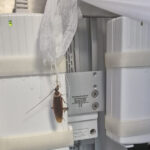 Imagini șocante cu insecte la Centrul de Arși Floreasca: Reacția ministrului Sănătății, Alexandru Rogobete 3 videofoto imagini revoltatoare cu gandaci la centrul de arsi de la floreasca precizarile ministrului sanatatii alexandru rogobete 6887421519e48