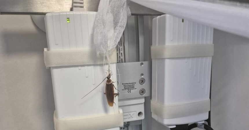 Imagini șocante cu insecte la Centrul de Arși Floreasca: Reacția ministrului Sănătății, Alexandru Rogobete 1 videofoto imagini revoltatoare cu gandaci la centrul de arsi de la floreasca precizarile ministrului sanatatii alexandru rogobete 6887421519e48