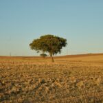 Atenție, România! Se anunță o căldură neobișnuită! 2 alerta meteo in romania vin temperaturi neobisnuit de mari 689b0de6e28cd