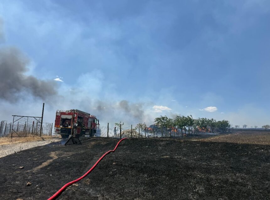 Flăcări pe câmpie între Nazarcea și Ovidiu: pompierii mobilizați cu trei mașini de intervenție! 1 arde vegetatia uscata la iesirea din nazarcea spre ovidiu pompierii intervin cu trei autospeciale 68b1b3d840cda