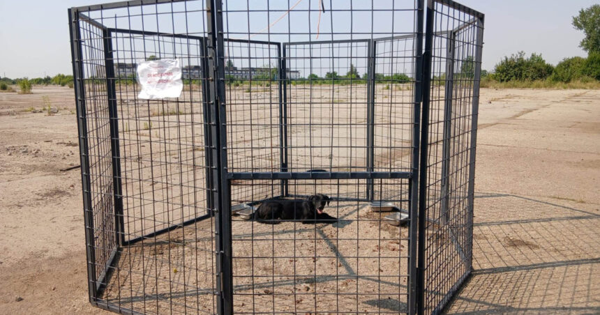 ASPA introduce o tehnică inovatoare pentru prinderea câinilor fără stăpân în București: Descoperă „țarcul-capcană” 1 aspa foloseste o noua metoda de capturare a cainilor fara stapan in bucuresti ce este tarcul capcana 6893187f5785c