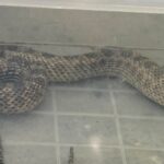 Capturarea unui balaur dobrogean de peste un metru de către jandarmi într-o gospodărie din 2 Mai și eliberarea sa în condiții de siguranță 3 balaur dobrogean de peste un metru capturat de jandarmi intr o gospodarie din 2 mai si eliberat in siguranta 6894a08bdc920