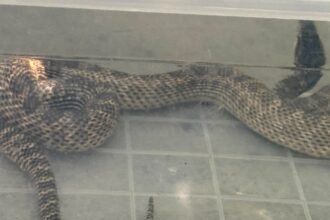 balaur dobrogean de peste un metru capturat de jandarmi intr o gospodarie din 2 mai si eliberat in siguranta 6894a08bdc920
