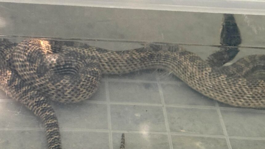 Capturarea unui balaur dobrogean de peste un metru de către jandarmi într-o gospodărie din 2 Mai și eliberarea sa în condiții de siguranță 1 balaur dobrogean de peste un metru capturat de jandarmi intr o gospodarie din 2 mai si eliberat in siguranta 6894a08bdc920