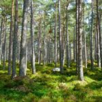 Bolojan deschide noi oportunități prin acordarea de fonduri pentru prima de sechestrare forestieră, în contextul reducerii subvențiilor ecologice. 3 bolojan mai face o concesie si acorda finantare si pentru prima de sechestrare forestiera dupa suspendarea majoritatii subventiilor de mediu 68a436ae74c29