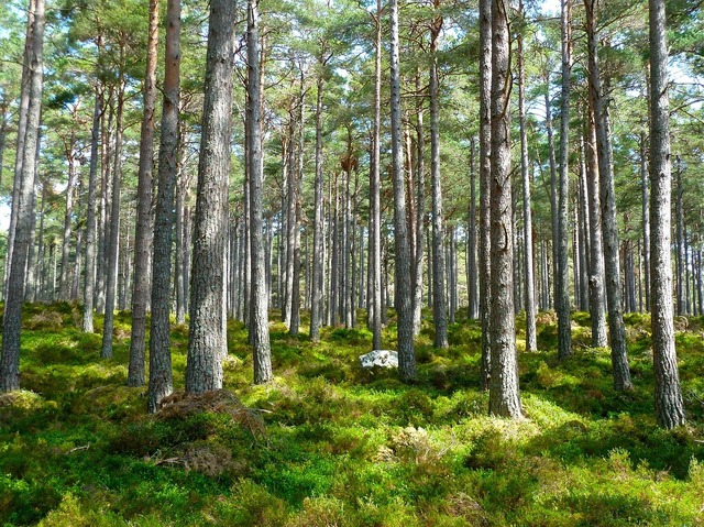 Bolojan deschide noi oportunități prin acordarea de fonduri pentru prima de sechestrare forestieră, în contextul reducerii subvențiilor ecologice. 1 bolojan mai face o concesie si acorda finantare si pentru prima de sechestrare forestiera dupa suspendarea majoritatii subventiilor de mediu 68a436ae74c29
