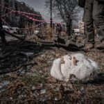 Ce așteptări are Putin pentru a pune capăt conflictului din Ucraina: concesiile pe care liderul rus ar putea să le facă 3 care sunt conditiile lui putin pentru a inceta razboiul in ucraina ce concesii ar fi dispus sa faca liderul rus 68a7fd44e4a13